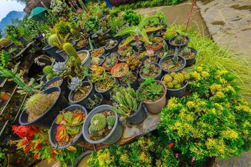 Ella Flower Garden Resort