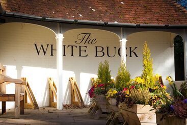 هاستل The White Buck