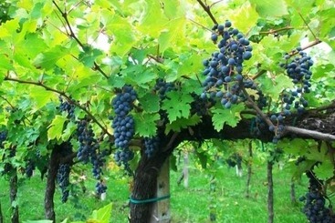 هتل Agriturismo Radaméz