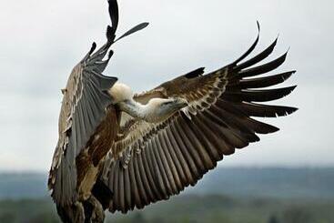 پانسیون Observatorio De Aves Mas De Bunyol