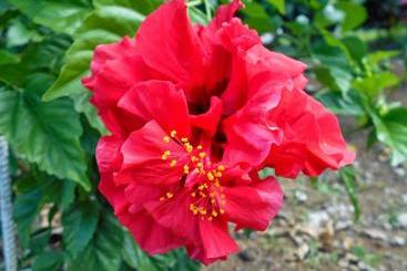 Diamond View Cottages - Roseau