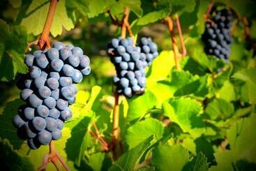 پانسیون D Angelo Winery Farm House