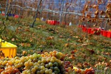 پانسیون D Angelo Winery Farm House