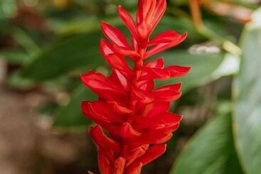 پانسیون Kasakolà