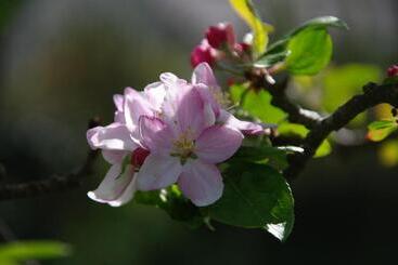 تختخواب و صبحانه A L'ombre Des Pommiers