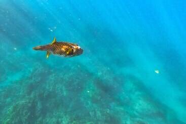 فندق Libelula Lounge & Lodgings