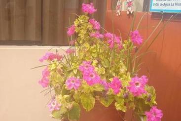 פנסיון Hospedaje Golden Inn
