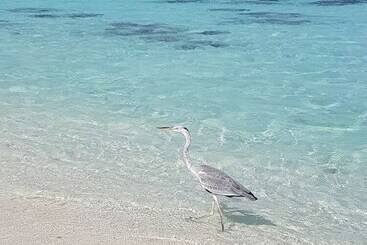 پانسیون Ocean Beach Inn Maldives