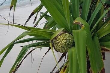 پانسیون Ocean Beach Inn   Maldives