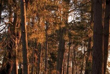 تختخواب و صبحانه El Bambu