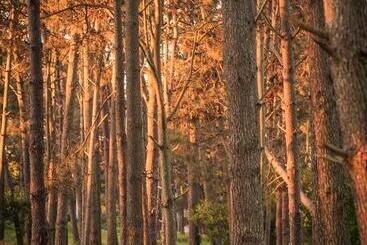تختخواب و صبحانه El Bambu