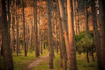 تختخواب و صبحانه El Bambu