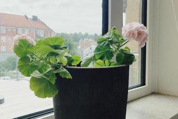 Söderväg Hostel