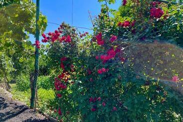 پانسیون Igor Bed And Breakfast
