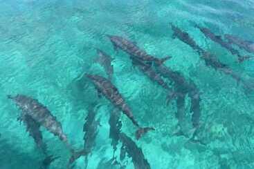 پانسیون Fanhaa Maldives