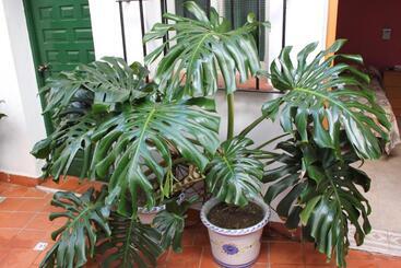 پانسیون Hostal El Patio
