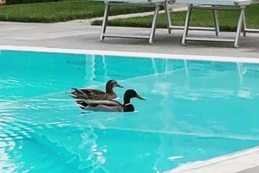 ペンション Foresteria Villa Margherita