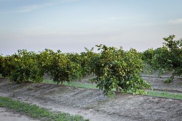 هتل Agrumare Farm Holiday