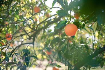 هتل Azienda Agrituristica Il Pago