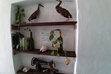 هاستل Hostal Guacamayas