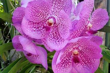 پانسیون Orchid Cottage