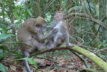 پانسیون Ida Guest House & Jungle Trekking