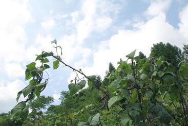 هتل Enshi Grand Canyon Chunlun Farmstay