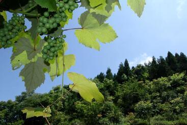 هتل Enshi Grand Canyon Chunlun Farmstay