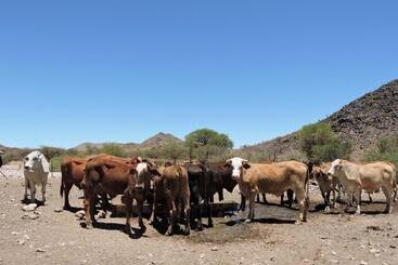 هتل Savanna Guest Farm