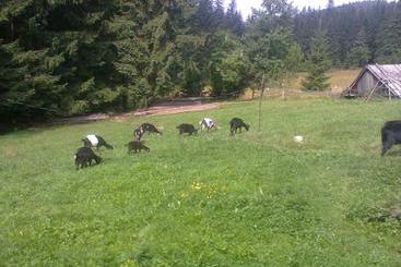 پانسیون Krutogora