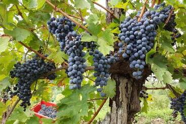 پانسیون Valentina Guest House At Pintar Wine Estate