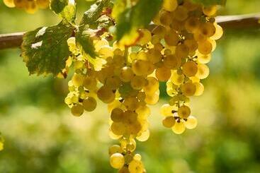 پانسیون Kabaj Wine & Dine