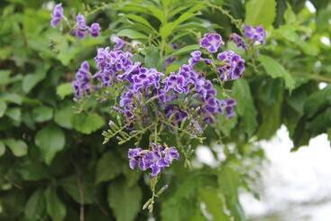 تختخواب و صبحانه Chaopingjia Homestay