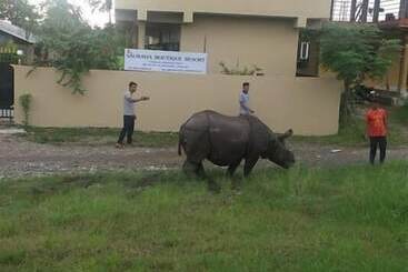 هتل Sauraha Boutique Resort