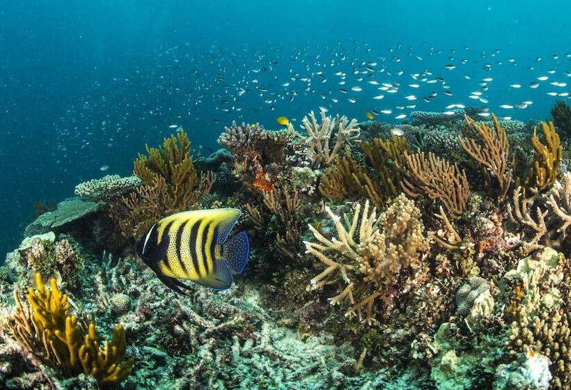 渡假胜地  Heron Island