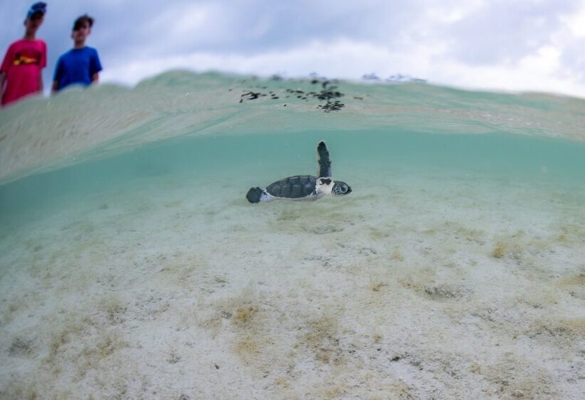 渡假胜地  Heron Island