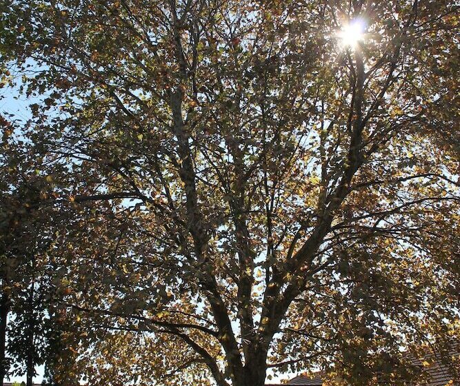 Hotel Sir Francis Drake