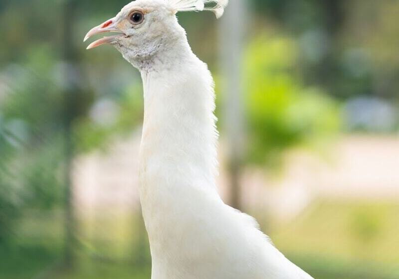 هتل Peacock Beach Resort & Spa