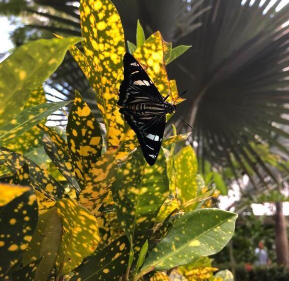هتل La Mariposa