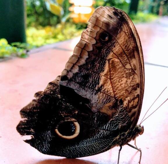 هتل La Mariposa