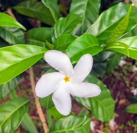 هتل La Mariposa