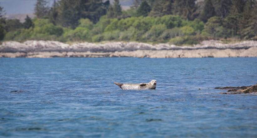 בית מלון כפרי Parknasilla Resort & Spa