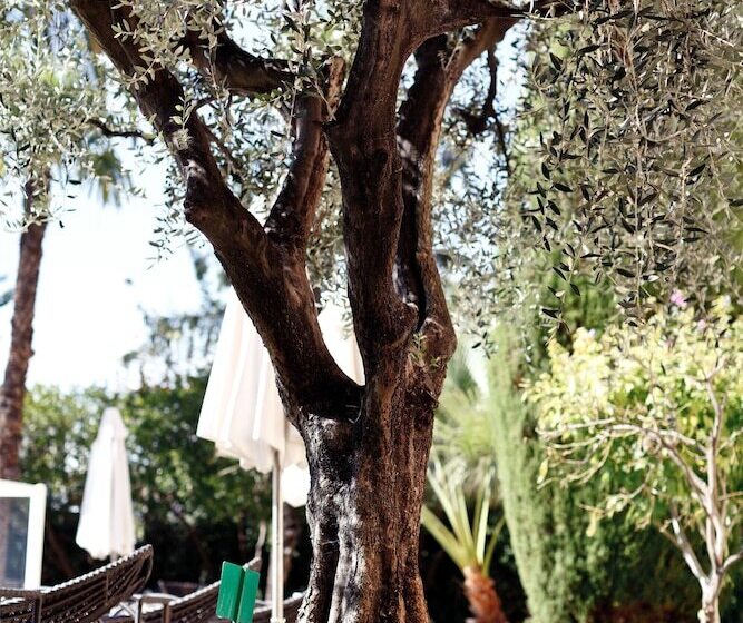 Fotos del hotel Golden Tulip Cannes  De Paris:  28