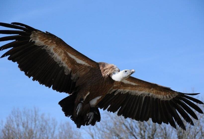 ホテル Relais Amadourien