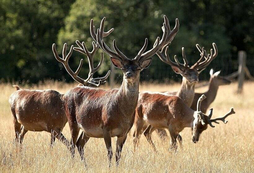 酒店 Restaurant Laborderie