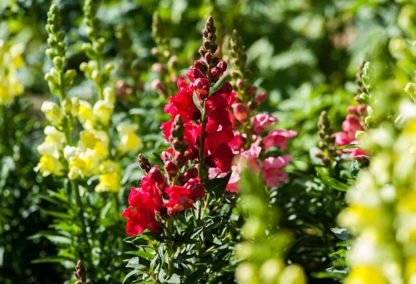 ホテル Summer Lodge Country House