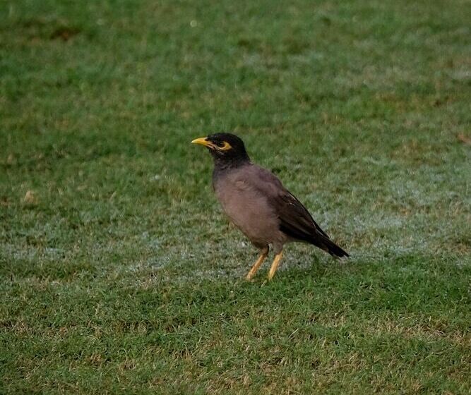 Fotos del hotel Rajmahal Palace:  18