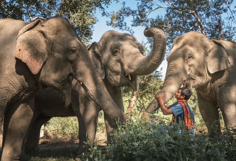 هتل Anantara Golden Triangle Elephant Camp & Resort