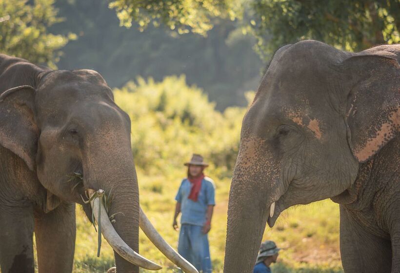 فندق Anantara Golden Triangle Elephant Camp & Resort