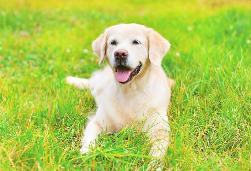 Magnuson Hotel Fowlerville